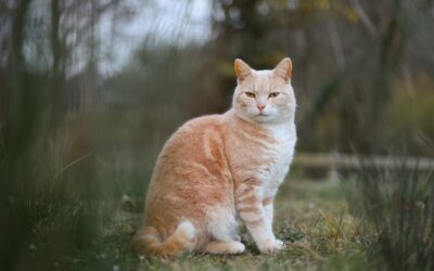 How to Prepare Your Pet for a Photography Session