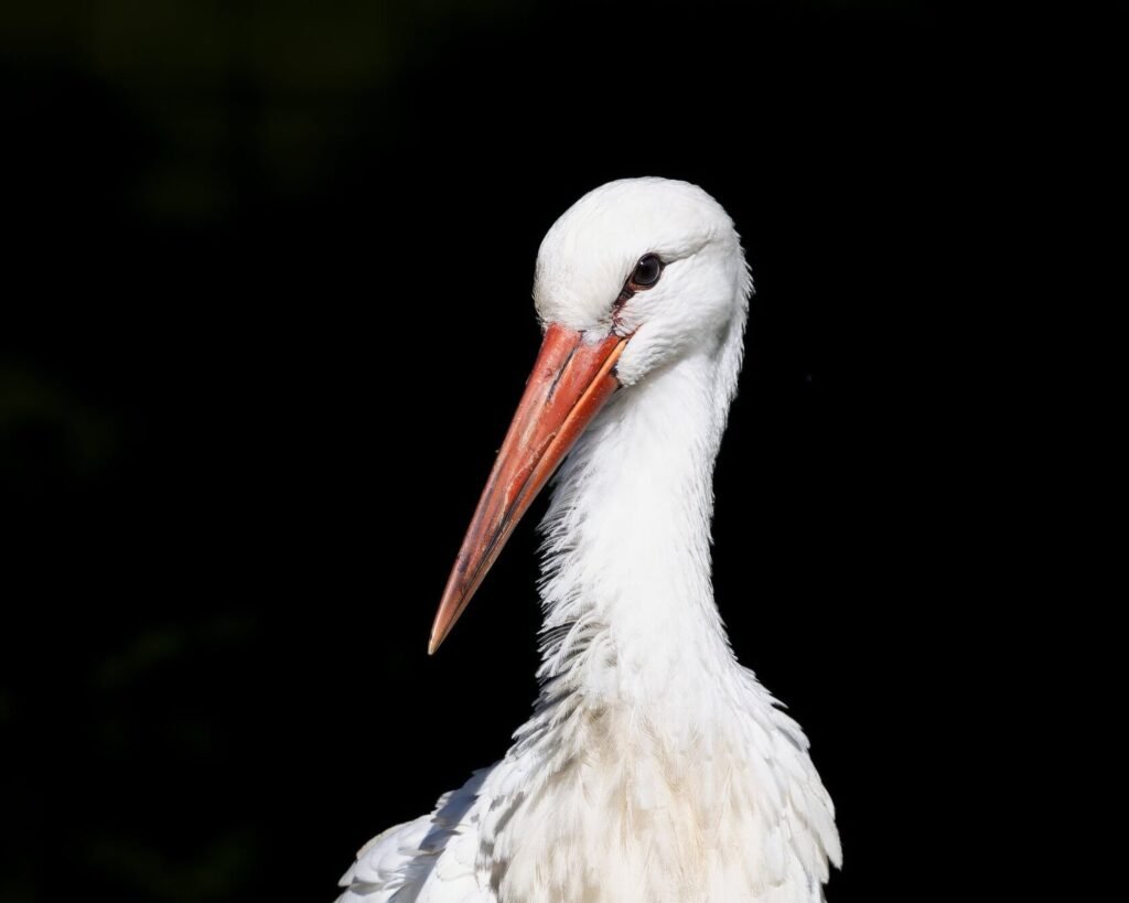 Close-up profile of a white stork with a long orange beak against a dark background.