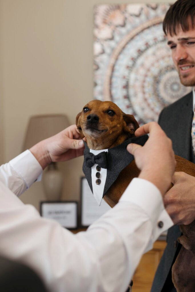 A dog wearing a formal bow tie with a white shirt, being adjusted by a person. The background features a decorative pattern and a softly lit environment. Shot for Lydia Turner.