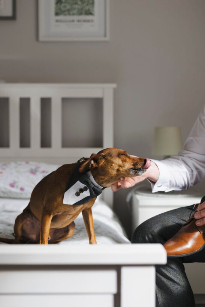 A small brown dog wearing a tuxedo bow tie receives affection from a hand belonging to a man in formal attire, set in a stylish bedroom. Shot for Lydia Turner.