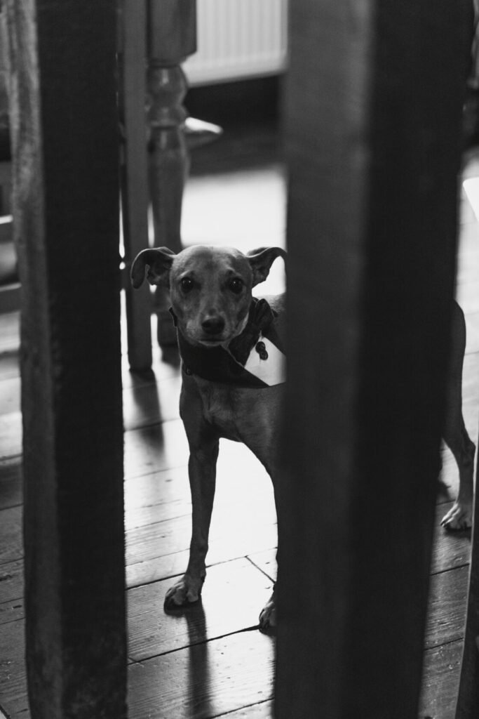 A brown dog with erect ears stands against a wooden background, looking inquisitively through narrow wooden beams. Shot for Lydia Turner.