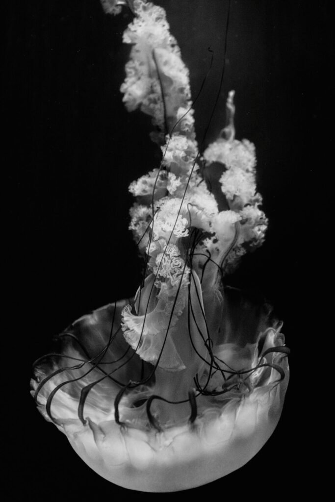 A striking black and white photograph of a jellyfish with flowing tentacles against a dark background.