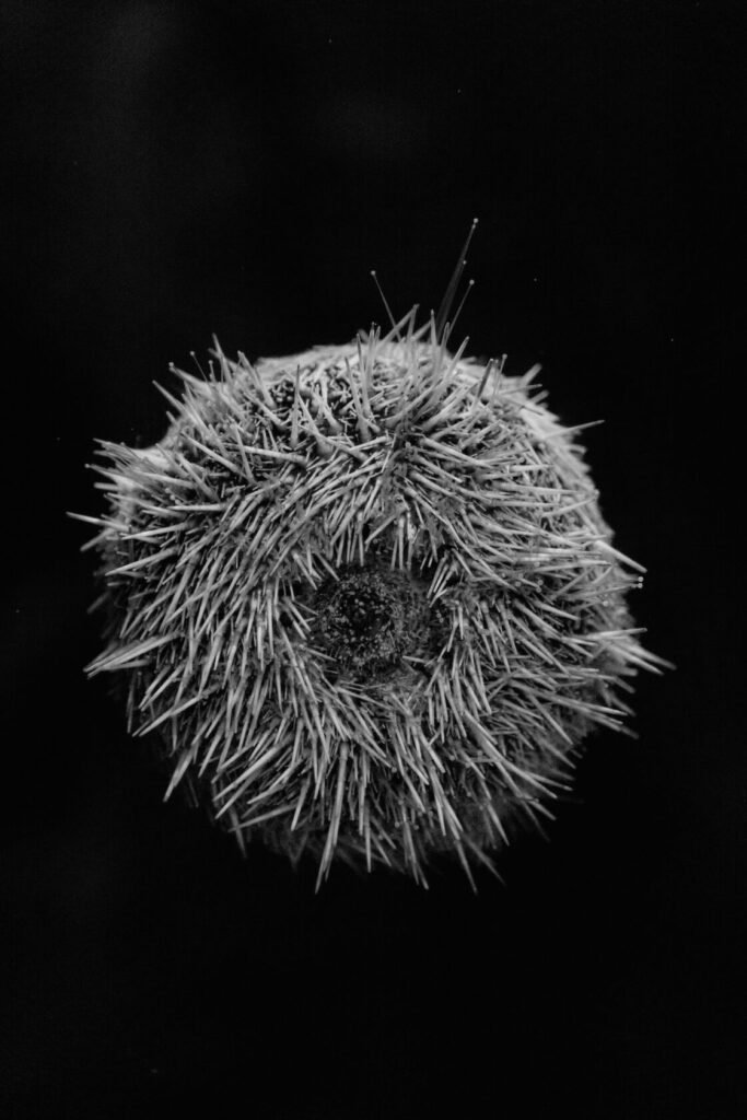 A high-contrast black and white close-up of a sea urchin.