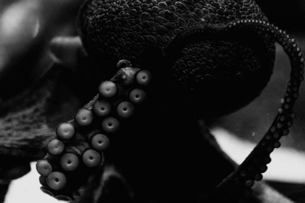 Detailed view of an octopus tentacle with suckers in black and white