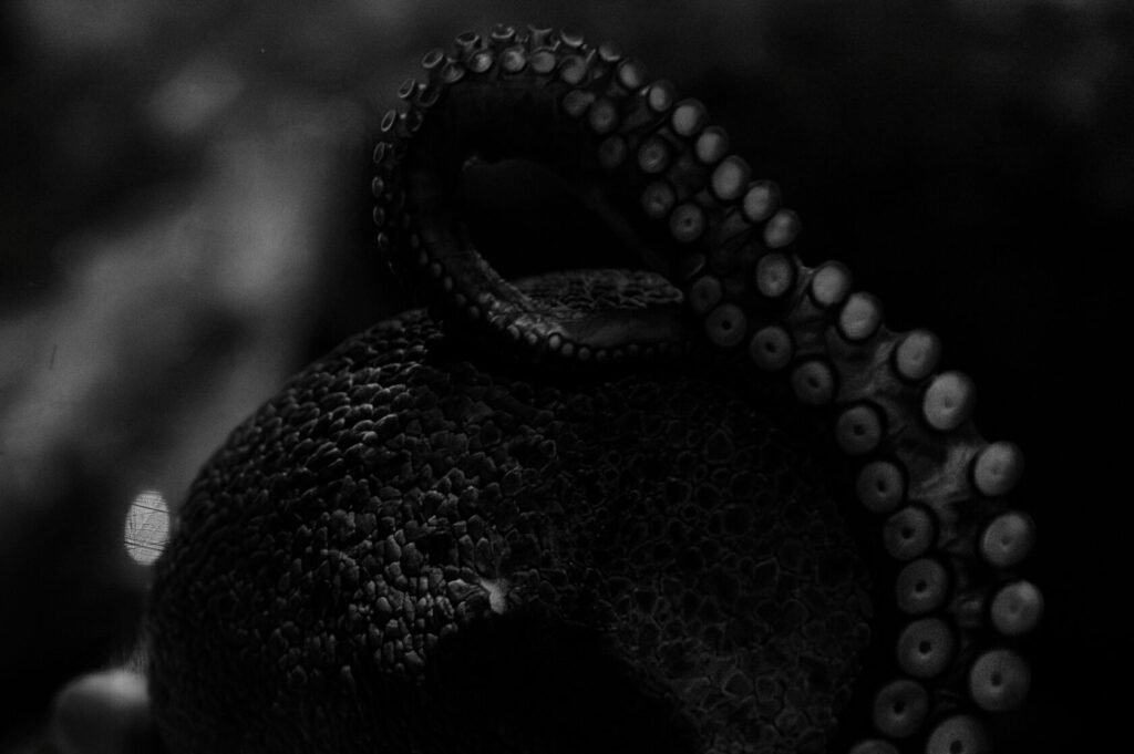 A close-up view of an octopus tentacle in black and white, showcasing the texture and suckers.