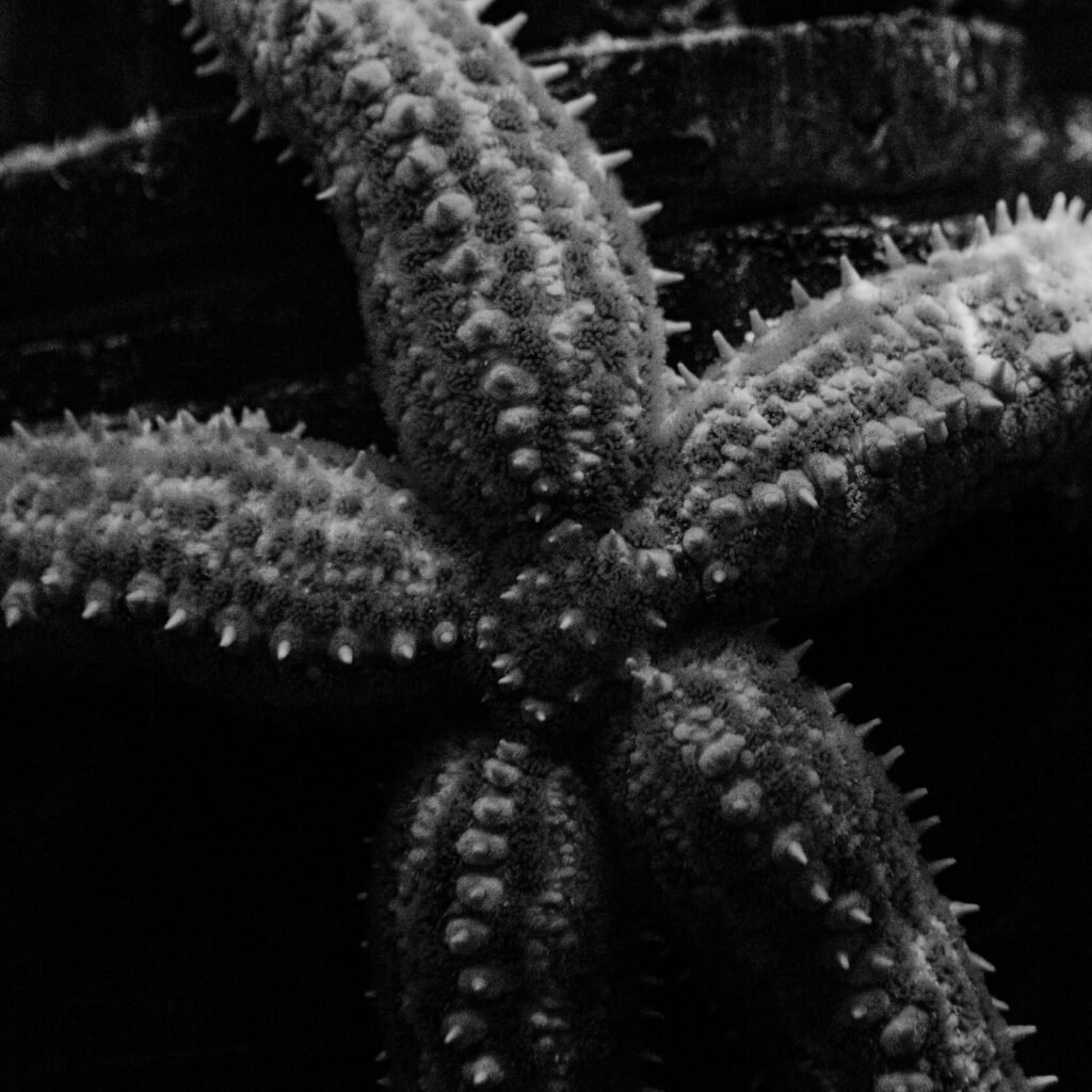 Close-up view of a starfish showcasing its textured surface and spiny protrusions against a dark background.