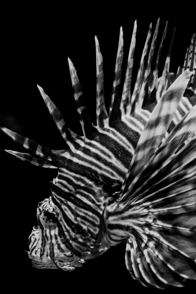 Close-up of a lionfish displaying its characteristic long spines and striking stripes against a black background.